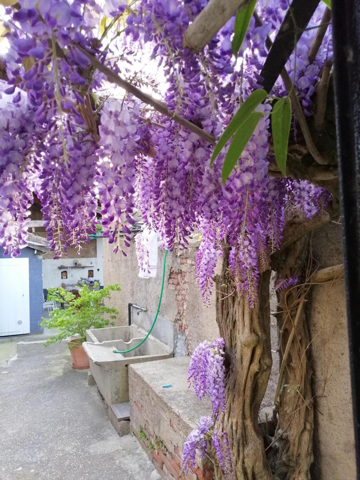 B&B La Maison De Julia Albi Esterno foto